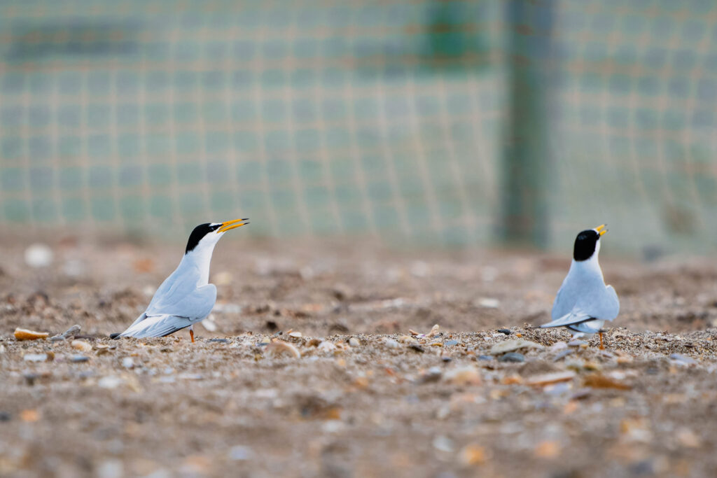 Sternes naineuses sur la plage, littoral mediterraneen