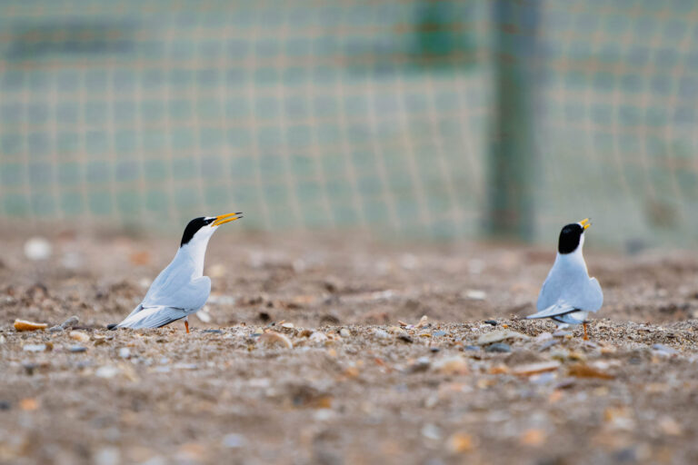 Deux sternes naines sur une plage de galets et coquillages, littoral mediterraneen