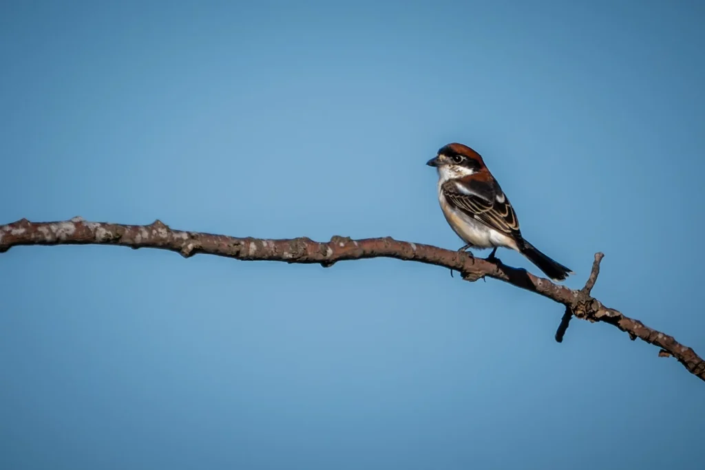 Pie-grieche a tete rousse perchee sur une branche, ciel bleu