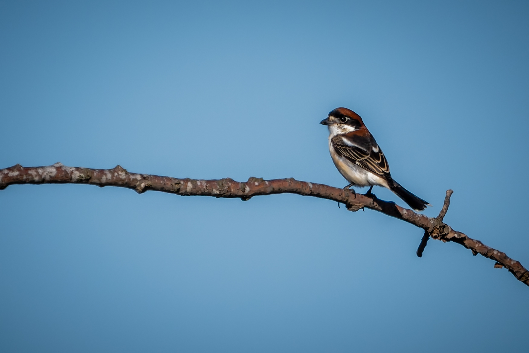 Pie-grieche a tete rousse perchee sur une branche, ciel bleu
