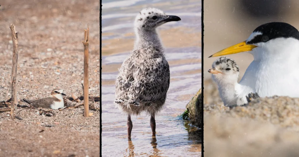 Triptyque : gravelot à collier interrompu couvant sur la plage, juvénile au bord de l’eau, et sterne naine avec son poussin