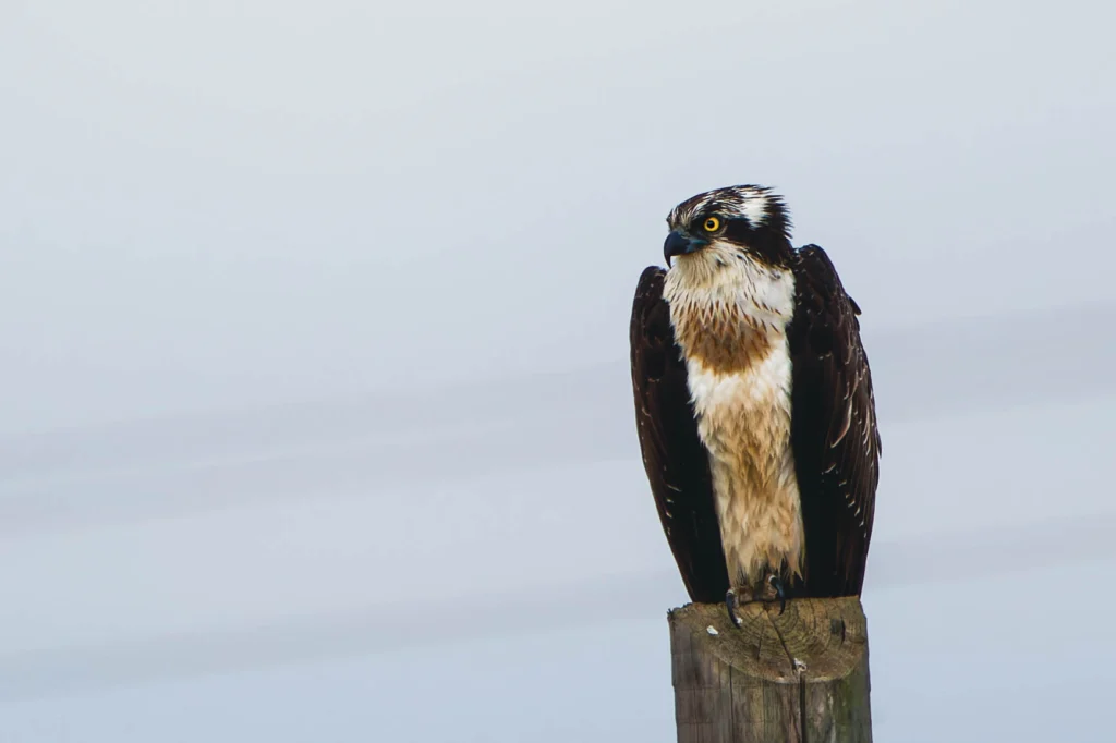 Balbuzard pêcheur perché sur un poteau de bois