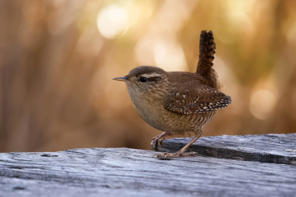 Troglodyte mignon, queue dressée, sur une planche de bois