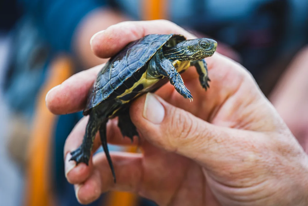 Jeune tortue aquatique tenue dans une main