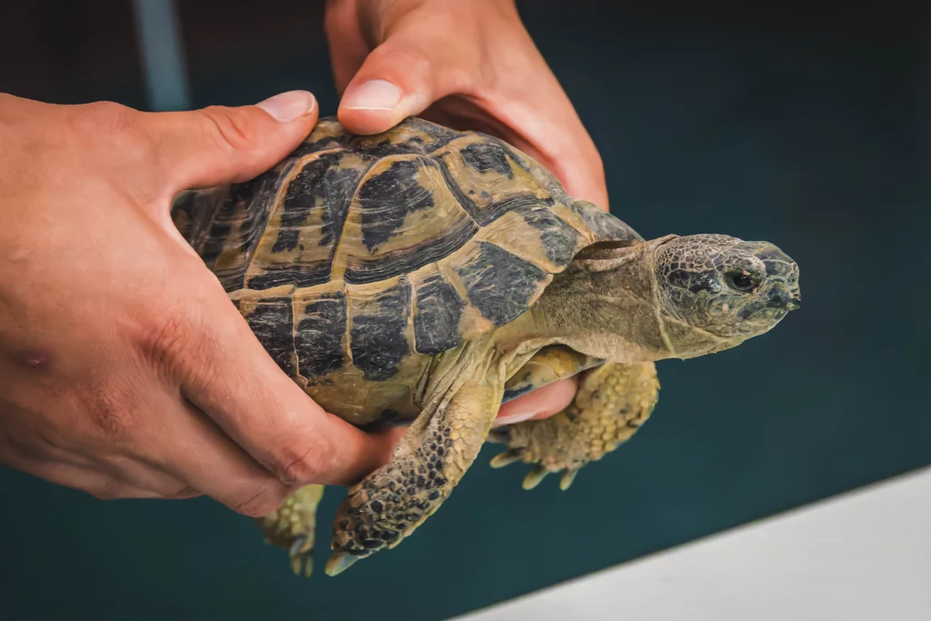 Tortue terrestre tenue à deux mains