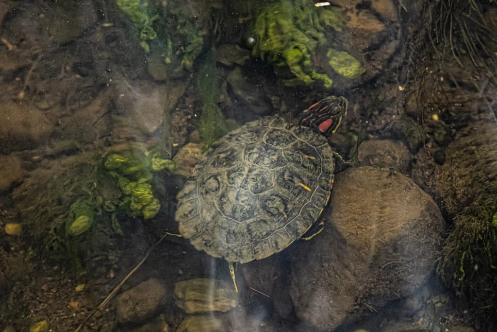 Tortue de Floride vue du dessus, sous la surface d’une eau peu profonde
