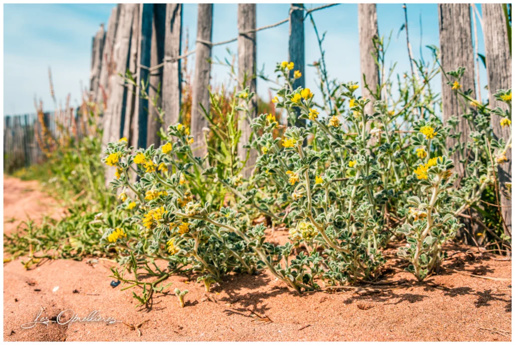 Plantes à fleurs jaunes au pied de ganivelles, sur le sable de la dune