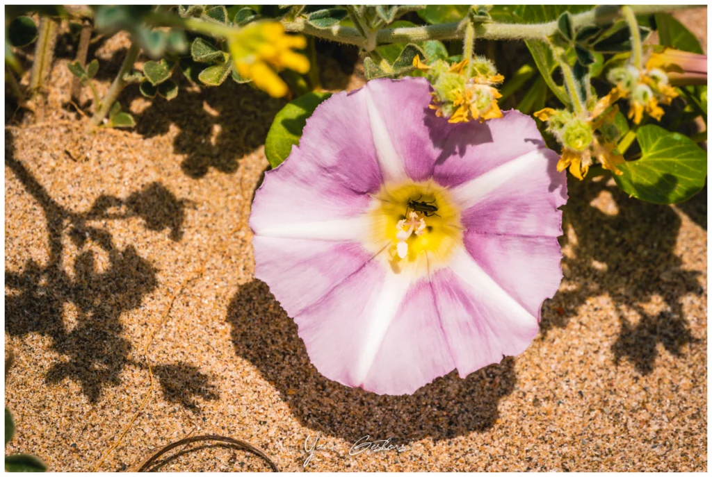 Fleur rose de liseron des sables ouverte sur la dune