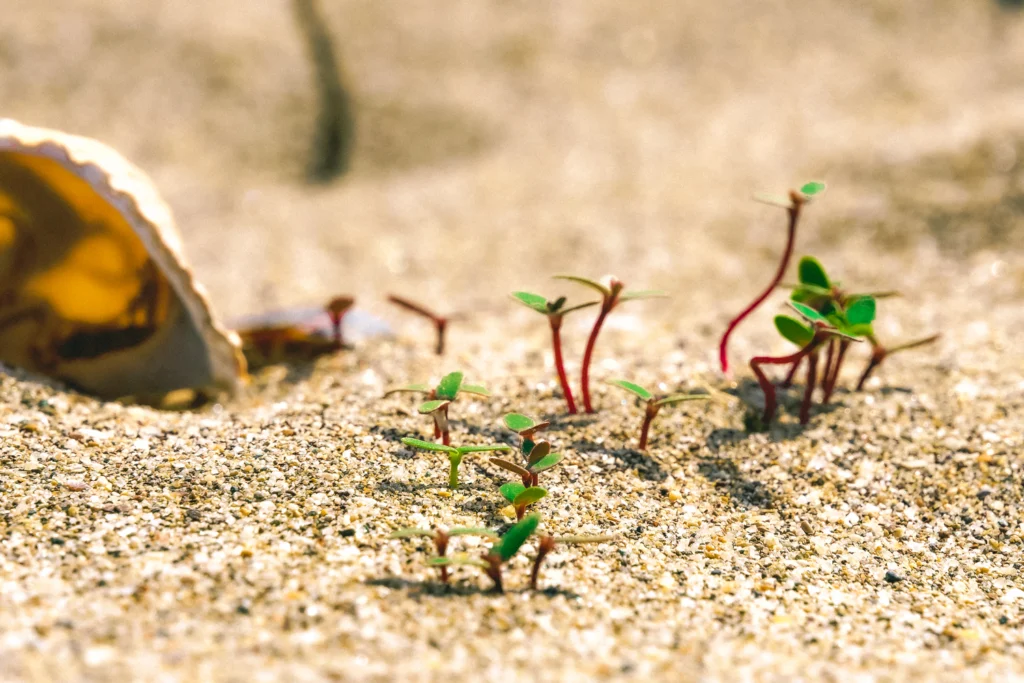 Jeunes pousses rouges et vertes sortant du sable près d’un coquillage