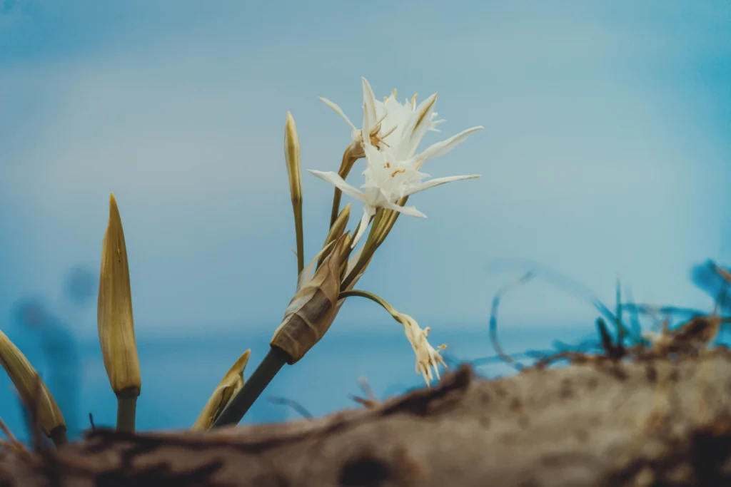 Lis maritime en fleur au sommet de la dune, devant la mer