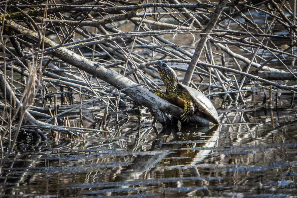 Tortue aquatique sortant de l’eau sur une branche, parmi des roseaux secs