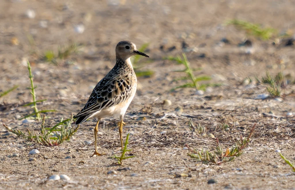 Limicole au plumage beige marchant sur un sol sableux
