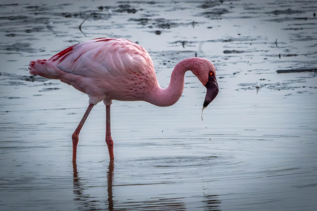 Flamant nain au plumage rose vif se nourrissant dans une eau peu profonde
