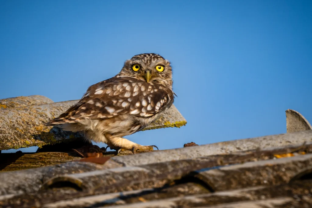 Chevêche d’Athéna posée sur un toit, sur fond de ciel bleu