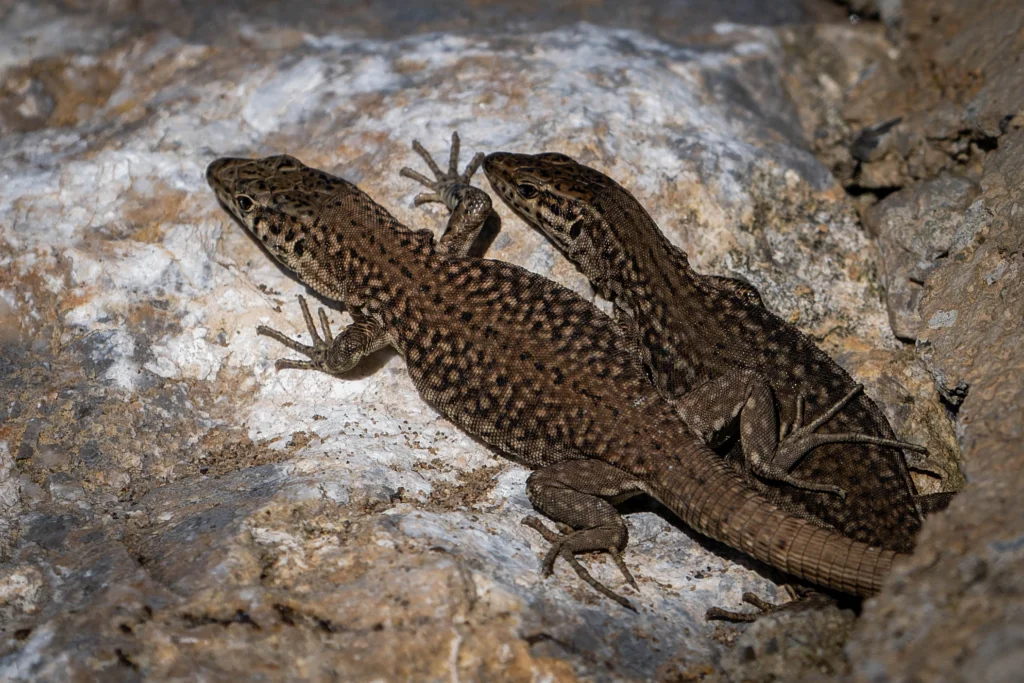 Deux lézards enlacés sur une pierre