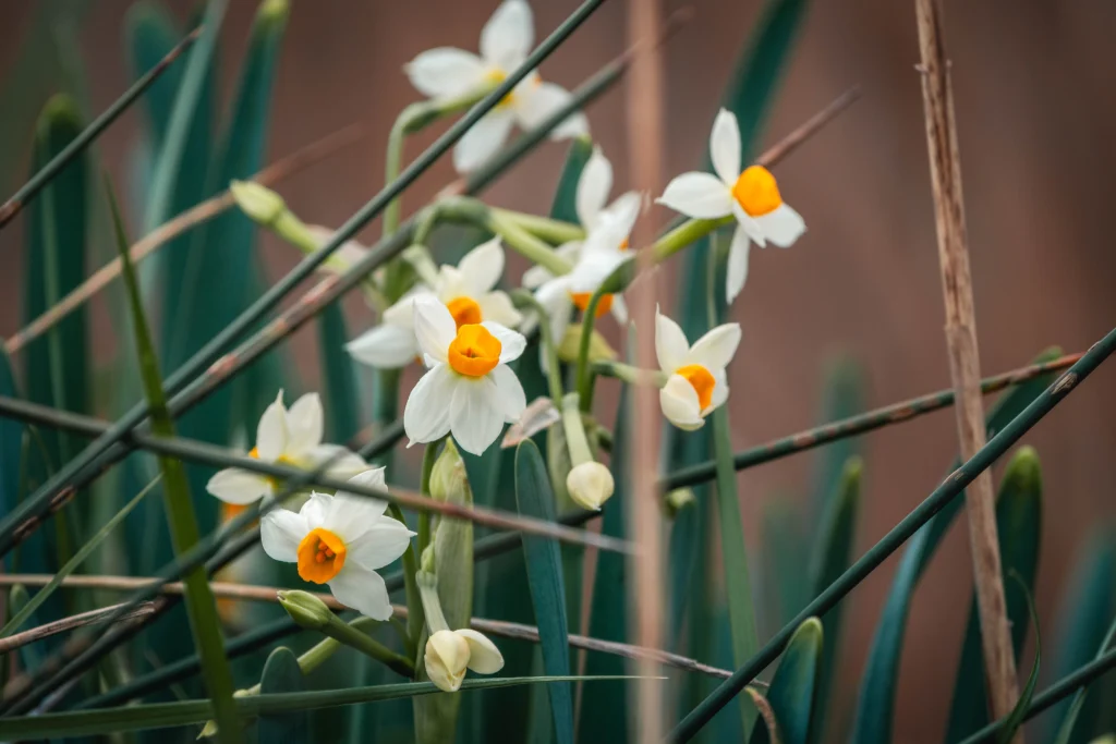 Narcisses à bouquet blancs à cœur orange, en fleur parmi des feuilles vertes