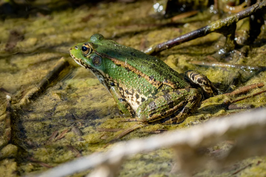 Grenouille verte posée sur un tapis d’algues