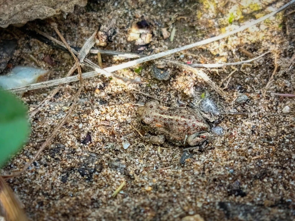 Amphibien camouflé sur un sol sableux