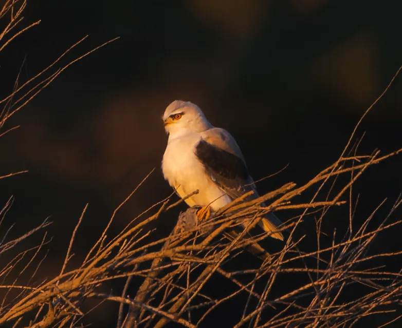 Élanion blanc perché sur des herbes sèches dans la lumière du soir